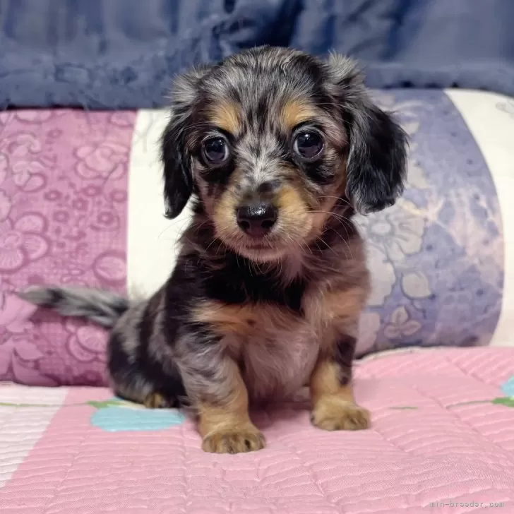 ID：2509-04227の子犬