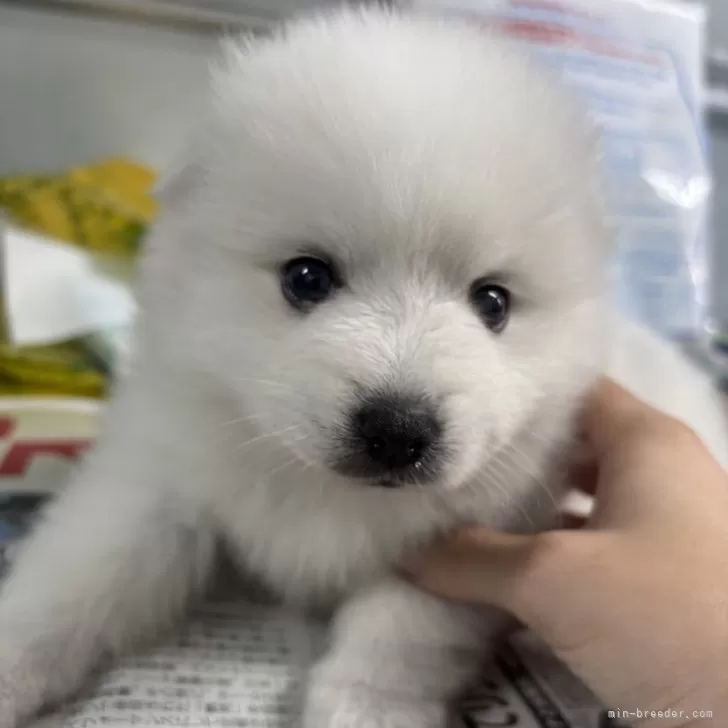 ID：2411-05308の子犬