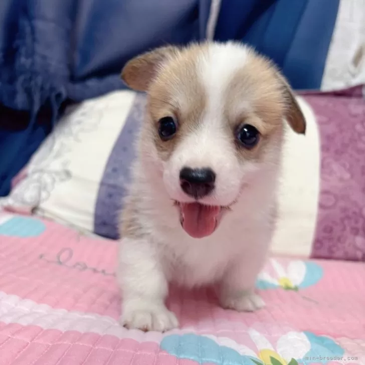 ID：2507-03647の子犬