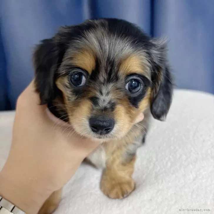 ID：2502-01772の子犬