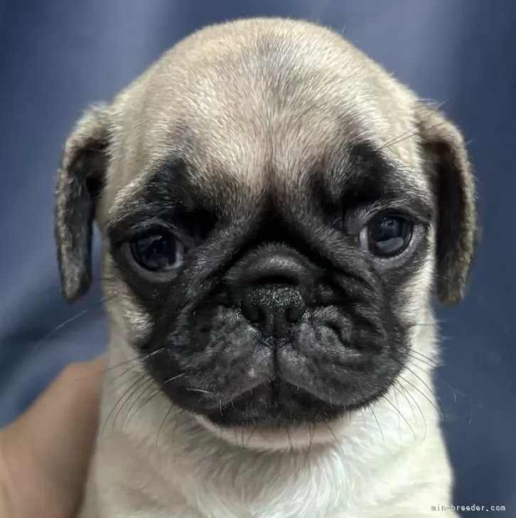 ID：2502-01744の子犬