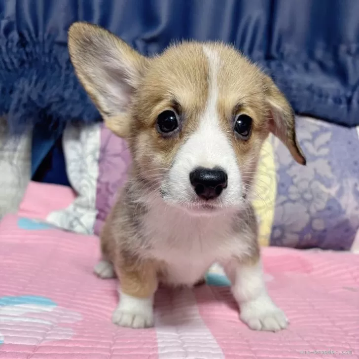 ID:2507-03648の子犬
