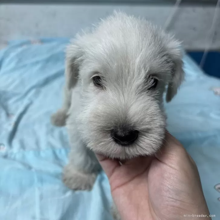 ID:2412-03660の子犬