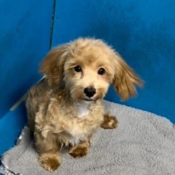 マルプー(マルチーズ×トイプードル)【愛知県・男の子・2025年7月15日・アプリコットホワイト】の写真「尾曲り軽度　普段生活支障なし、小ぶり男の子💕」