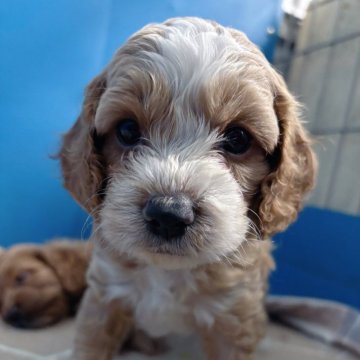 コッカプー(トイプードル×アメリカンコッカースパニエル)【愛知県・男の子・2025年10月22日・アプリコット・ホワイト】の写真「可愛い男の子💕12/18まで掲載」