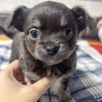 チワワ(ロング)【愛知県・女の子・2024年12月8日・ブルータン・ホワイト】の写真「レアカラー可愛い女の子両親遺伝子検査クリア」