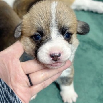 ウェルシュ・コーギー・ペンブローク【愛知県・女の子・2025年10月17日・レッド&ホワイト】の写真「DM発症しない、顔整った可愛い女の子💕断尾済み」