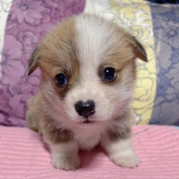 ウェルシュ・コーギー・ペンブローク【愛知県・男の子・2025年10月17日・レッド&ホワイト】の写真「DM発症しない、顔整った可愛い男の子💕断尾済み」