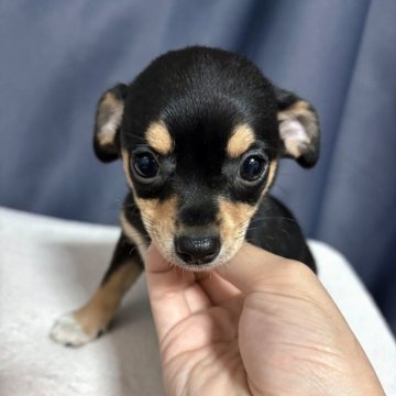 【愛知県・女の子・2025年2月27日・ブラックタン】の写真「小ぶりの可愛い女の子💕健康診断全て異常なし」