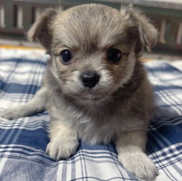 チワワ(ロング)【愛知県・女の子・2024年12月8日・ブルーフォーン&ホワイト】の写真「顔整った可愛い女の子、両親遺伝子検査クリア」