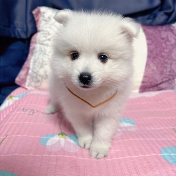 日本スピッツ【愛知県・男の子・2025年5月22日・ホワイト】の写真「可愛い男の子💕両親遺伝子クリア🧬」