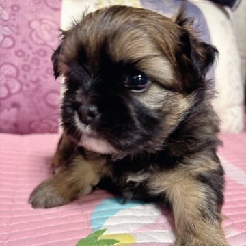 ミックス(チワワ×シーズー)【愛知県・女の子・2025年10月14日・フォーン】の写真「ムチムチコロコロ可愛い女の子💕」