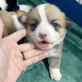 ウェルシュ・コーギー・ペンブローク