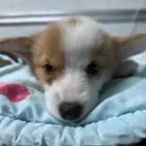 ウェルシュ・コーギー・ペンブローク【愛知県・女の子・2024年10月23日・レッド&ホワイト】の写真1