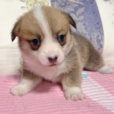 ウェルシュ・コーギー・ペンブローク