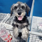 ミニチュアシュナウザー