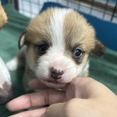 ウェルシュ・コーギー・ペンブローク