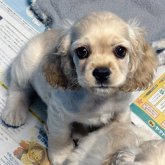 アメリカンコッカースパニエル