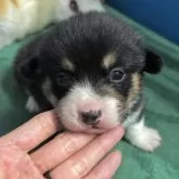 ウェルシュ・コーギー・ペンブローク【愛知県・女の子・2025年10月17日・ブラックタン・ホワイト】の写真1