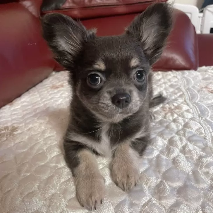 ID：2405-06742の子犬