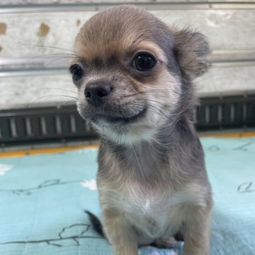 チワワ(ロング)【愛知県・女の子・2024年5月5日・フォーン&ブルー】の写真「可愛い女の子　9月末まで掲載」