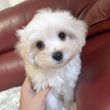 マルプー(マルチーズ×トイプードル)【愛知県・女の子・2024年5月20日・クリーム】の写真「目が大きいマルチーズ似の子🩷健診全て異常なし」