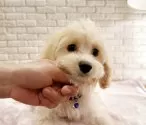 キャバプー(キング・チャールズ・スパニエル×トイプードル)【奈良県・男の子・2025年8月17日・アプリコットホワイト✨】の写真10
