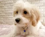 キャバプー(キング・チャールズ・スパニエル×トイプードル)【奈良県・男の子・2025年8月17日・アプリコットホワイト✨】の写真11
