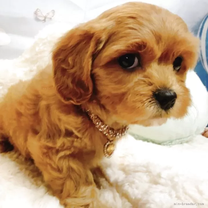 キャバプー(トイプードル×キャバリア)【奈良県・女の子・2025年11月20日・レッドホワイト✨】の写真1