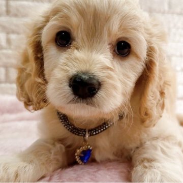 ミックス(キング・チャールズ・スパニエル×トイプードル)【奈良県・男の子・2025年6月6日・アプリコット✨】の写真「美しい毛並みと可愛いお顔」