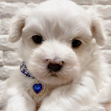 マルチーズ【奈良県・男の子・2024年12月31日・ホワイト】の写真「美しい毛並みと、可愛い性格の天使ちゃん☺️」