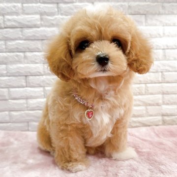 マルプー(マルチーズ×トイプードル)【奈良県・女の子・2025年4月6日・シャンパンゴールドホワイトマーキング✨】の写真「美しい毛並みと可愛いお顔」