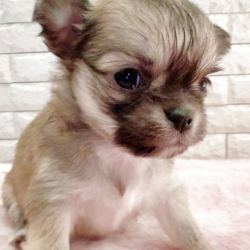 チワワ(ロング)【奈良県・女の子・2025年11月1日・セーブルホワイトマーキング✨】の写真「美しい毛並みと可愛いお顔」