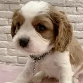 キャバリア【奈良県・男の子・2024年11月20日・ブレンハイム】の写真1