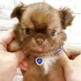 チワワ(ロング)