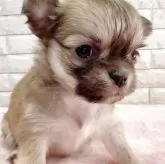 チワワ(ロング)