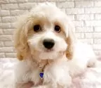 キャバプー(キング・チャールズ・スパニエル×トイプードル)【奈良県・男の子・2025年8月17日・アプリコットホワイト✨】の写真7