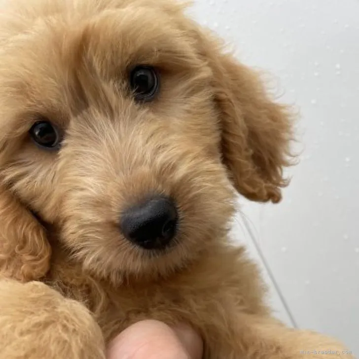 ID：2309-02050の子犬