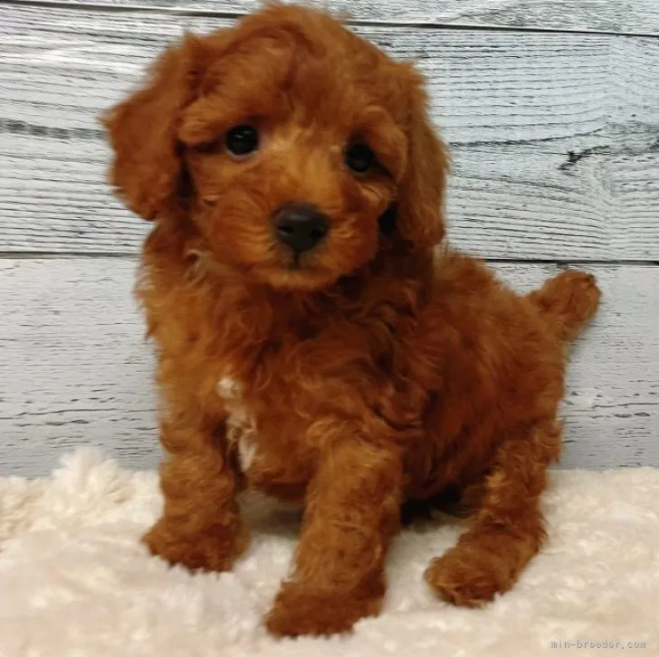 ID：2308-01729の子犬