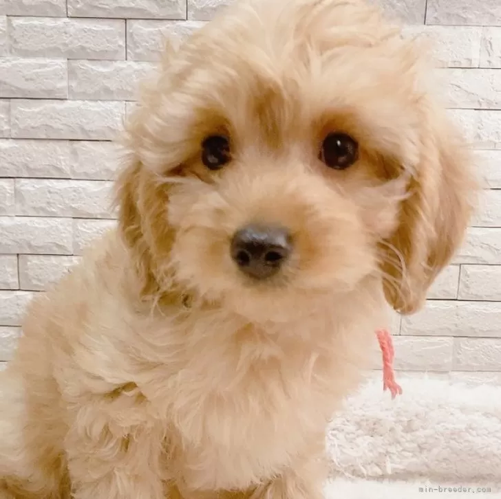 ID:2403-03574の子犬