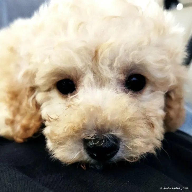 ID：2307-06264の子犬