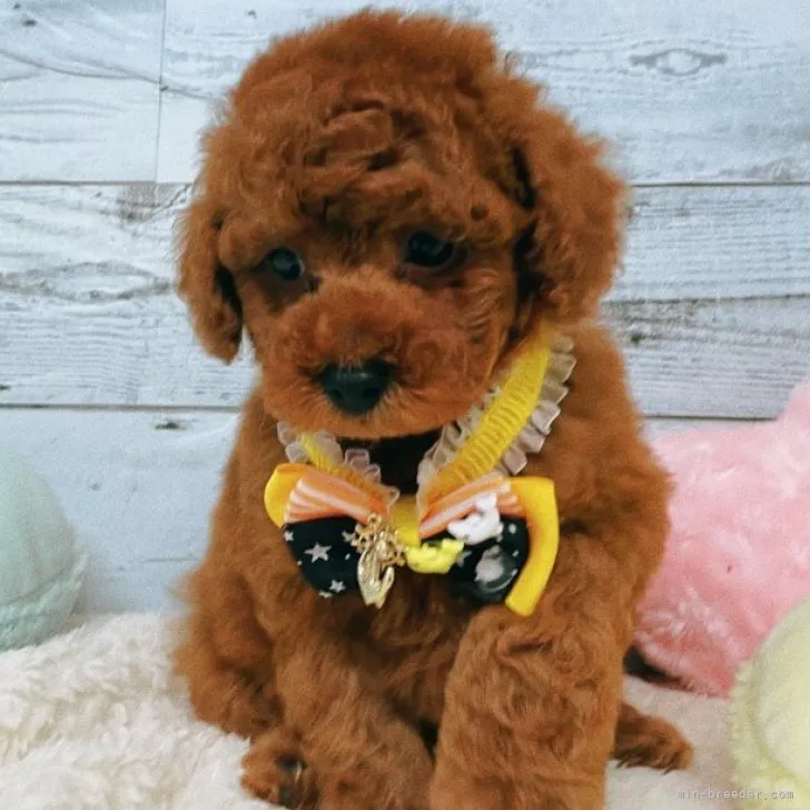 ID:2305-02612の子犬