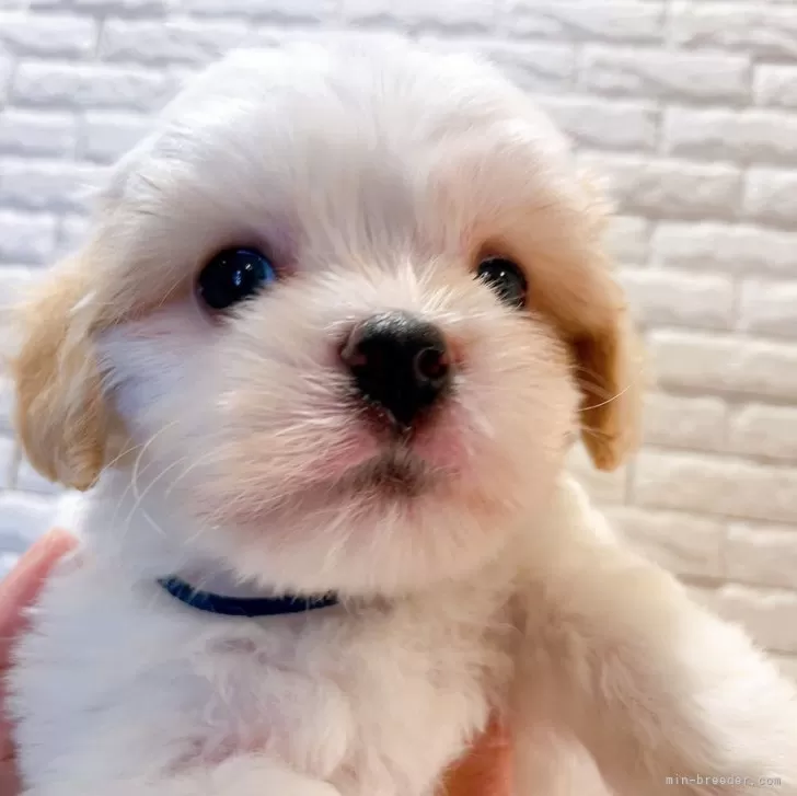 ID：2407-01830の子犬