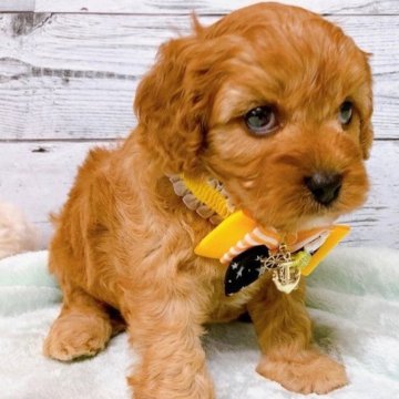 キャバプー【奈良県・男の子・2023年3月12日・オレンジフォーン (アプリコット)】の写真「美しい毛並みとお顔、おだやかな性格です」