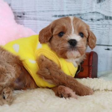 キャバプーxプードルのミックス【奈良県・男の子・2022年6月30日・シャンパンゴールドブレンハイム】の写真「ゴールドカラーのイケメンくん」