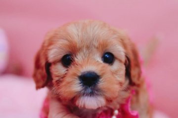 キャバプー( TカッププードルXキャバプー)【奈良県・女の子・2021年7月24日・アプリコット】の写真「アプリコットの可愛い女の子です☺️」