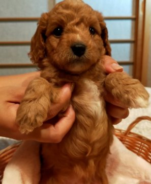 キャバプー TプードルXキャバプー【奈良県・男の子・2021年7月24日・レッド ブレンハイム】の写真「くりくりおめめの可愛い激カワの男の子です」