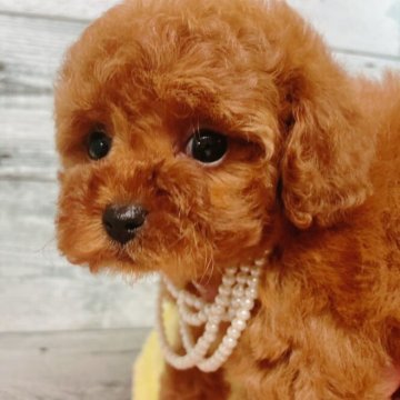 トイプードル(ティーカップ)【奈良県・女の子・2023年11月1日・レッド】の写真「美しい毛並みの美人さん」
