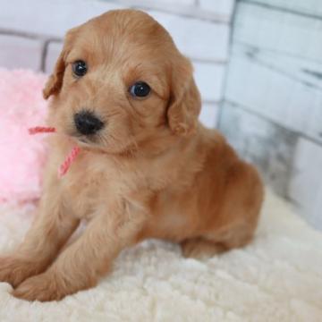 キャバプーxプードルのミックス【奈良県・女の子・2022年6月30日・アプリコット色】の写真「アプリコットの美人ちゃん☺️」