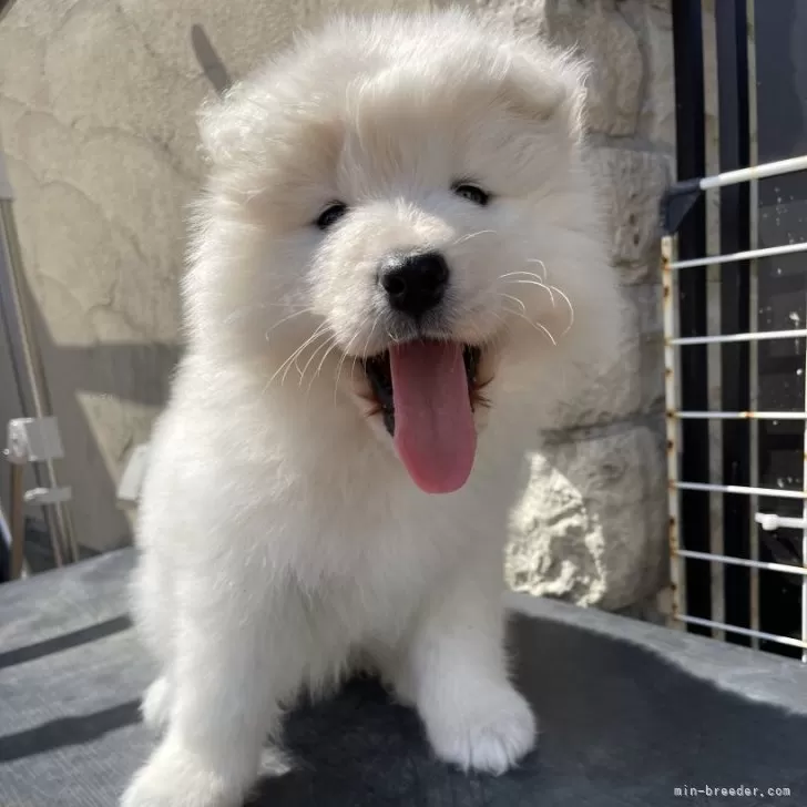 ID：2404-02104の子犬